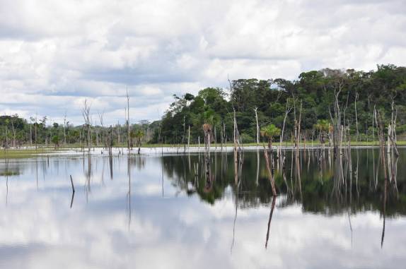 Alagamento da floresta causado pela represa de Balbina, no Amazonas